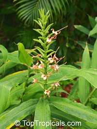 Hedychium coccineum 