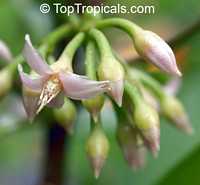 Ardisia elliptica , Shoebutton Ardisia