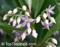 Ardisia elliptica , Shoebutton Ardisia