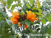 Spathodea campanulata, African Tulip Tree, Scarlet Bell Tree, Fountain Tree Spathodea campanulata, African Tulip Tree, Scarlet Bell Tree, Fountain Tree