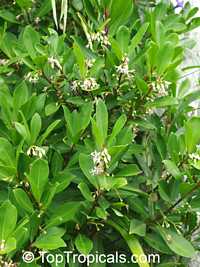 Ardisia elliptica , Shoebutton Ardisia