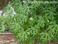 Cnidoscolus aconitifolius, Spinach Tree, Tread Softly, Cabbage Star, Chaya