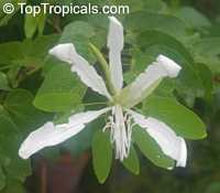 Bauhinia petersiana subsp. macrantha

Click to see full-size image