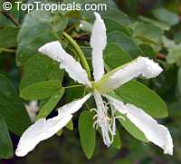 Bauhinia forficata, Bauhinia candicans , Pata de Vaca Bauhinia forficata, Bauhinia candicans , Pata de Vaca
