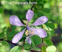 Bauhinia grandidieri, Dwarf Orchid tree