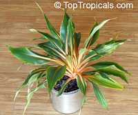 Chlorophytum amaniense, Chlorophytum orchidantheroides, Mandarin Plant, Fire Flash, Fire Glory