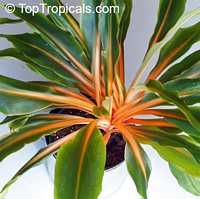 Chlorophytum amaniense, Chlorophytum orchidantheroides, Mandarin Plant, Fire Flash, Fire Glory