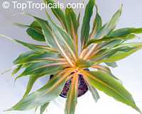 Chlorophytum amaniense, Chlorophytum orchidantheroides, Mandarin Plant, Fire Flash, Fire Glory
