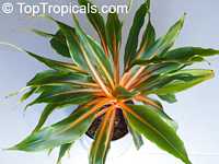 Chlorophytum amaniense, Chlorophytum orchidantheroides, Mandarin Plant, Fire Flash, Fire Glory