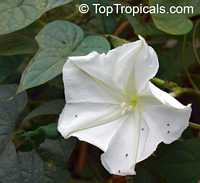 Calonyction aculeatum, Ipomoea alba, Giant moonflower Calonyction aculeatum, Ipomoea alba, Giant moonflower