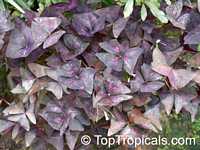 Oxalis triangularis 