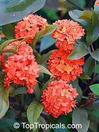 Ixora congesta, Ixora griffithiana, Ixora Thai Flame