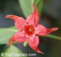 Wrightia dubia, Cameraria dubia, Wrightia cambodiensis, Red Wrightia