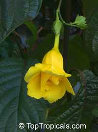 Allamanda williamsii, Golden Trumpet Vine