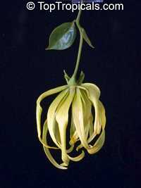 Cananga fruticosa, Cananga odorata var. Fruticosa, Cananga kirkii, Dwarf Ylang-Ylang, Dwarf Chanel #5 Tree