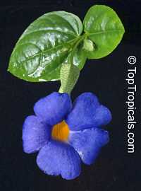 Thunbergia battiscombei, Bengal Clock Vine, Blue Trumpet Vine, Blue Sky vine, Scrambling sky flower, Blue Glory Thunbergia battiscombei, Bengal Clock Vine, Blue Trumpet Vine, Blue Sky vine, Scrambling sky flower, Blue Glory