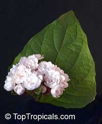 Clerodendrum philippinum, Clerodendrum fragrans pleniflorum, Clerodendrum chinense, Volkameria fragrans, Chinese Glory Bower, Cashmere bouqet, Scent Malli, False Pikake, Glory Tree, Clerodendron