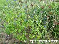 Stachytarpheta sp., Porterweed, Brazilian Tea