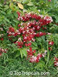 Quisqualis hybrid Thailand, Thai Double Flower Rangoon Creeper