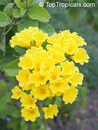 Cordia lutea, Yellow Geiger, Muyuyo