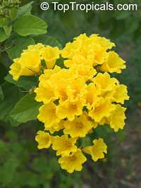 Cordia lutea - Yellow Geiger tree

Click to see full-size image
