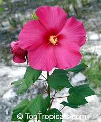Hibiscus sp., Hibiscus