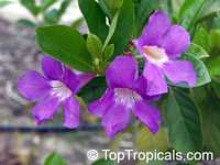Mansoa verrucifera, Bignonia verrucifera, Onohualcoa verrucifera , Mansoa