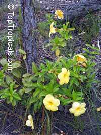 Allamanda williamsii, Golden Trumpet Vine