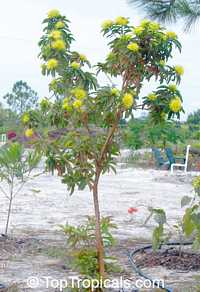 Xanthostemon chrysanthus, Golden Penda, Expo gold, Junjum Xanthostemon chrysanthus, Golden Penda, Expo gold, Junjum