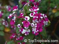 Impatiens sp., Garden Balsam, Touch-me-not, Jewel Weed