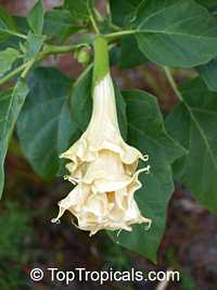 Datura metel, Purple Horn-of-Plenty, Jimpson Weed, Devils Weed