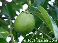 Diospyros digyna, Diospyros obtusifolia, Black Sapote, Chocolate Pudding Fruit, Black/Chocolate Persimmon