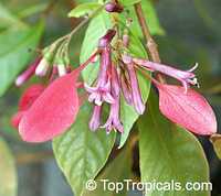Pogonopus speciosus, Macrocnemum speciosum, Pogonopus, Chorcha de gallo