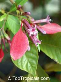 Pogonopus speciosus, Macrocnemum speciosum, Pogonopus, Chorcha de gallo