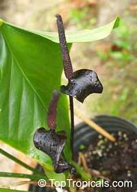 Anthurium watermaliense, Black Anthurium, Black Prince 