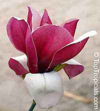 Magnolia sp., Magnolia hybrid