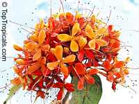Saraca indica, Saraca asoca, Jonesia asoca, Ashoka Tree, Jonesia Asoka, Gandhapushpa, Sorrowless Tree