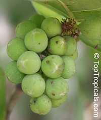 Coccoloba uvifera, Sea grape