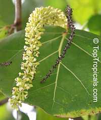 Coccoloba uvifera, Sea grape