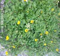 Helianthus debilis 