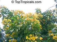 Senna floribunda, Cassia floribunda, Golden Showy Cassia, Devils Finger