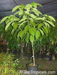 Blighia sapida, Cupania sapida, Akee, Seso Vegetal, Arbre a Fricasser (Haiti)