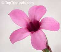 Adenium hybrid, Desert Rose, Impala Lily, Adenium hybrids