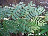 Calliandra haematocephala x surinamensis Nana, Dwarf Powderpuff Tree