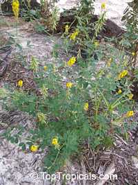 Crotalaria pallida , Smooth Rattlebox