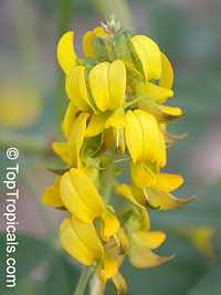 Crotalaria pallida , Smooth Rattlebox
