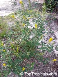 Crotalaria pallida , Smooth Rattlebox
