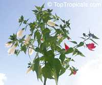 Malvaviscus arboreus penduliflorus Alba, White Turk