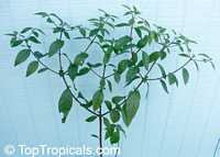 Randia formosa, Mussaenda formosa, Randia mussaenda, Blackberry Jam Fruit, Jasmin de rosa