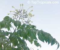Millingtonia hortensis, Tree Jasmine, Indian Cork Tree, Maramalli, Tamil, Akash neem